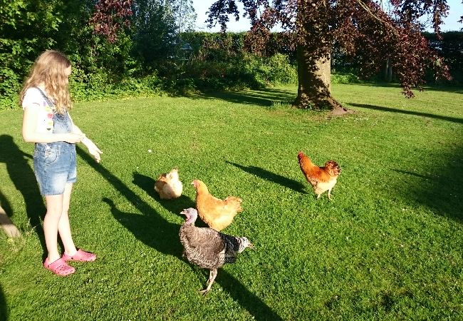 Apartment in Höganäs - Havsnära lantgårdsboende Apartment in Höganäs - Havsnära lantgårdsboende