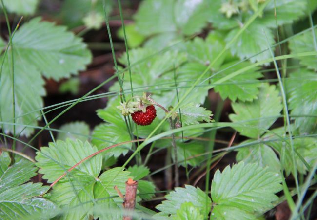 House in Svärdsjö - Modern cottage on the beautiful Hinsen lake House in Svärdsjö - Modern cottage on the beautiful Hinsen lake