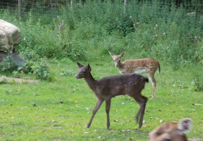 House in Tyringe - Rollerbü viltpark House in Tyringe - Rollerbü viltpark