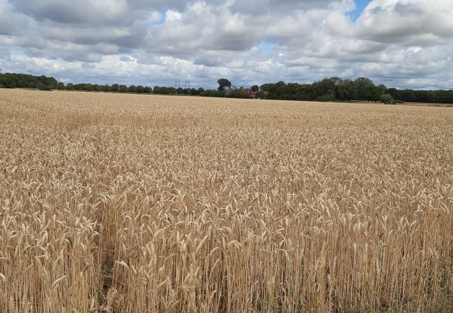 House in Kattarp - Large holiday accommodation in the countryside near Helsingborg House in Kattarp - Large holiday accommodation in the countryside near Helsingborg