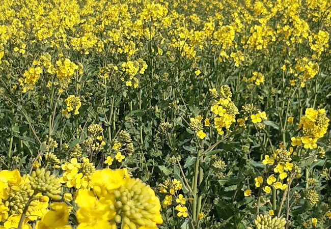 House in Kattarp - Large holiday accommodation in the countryside near Helsingborg House in Kattarp - Large holiday accommodation in the countryside near Helsingborg