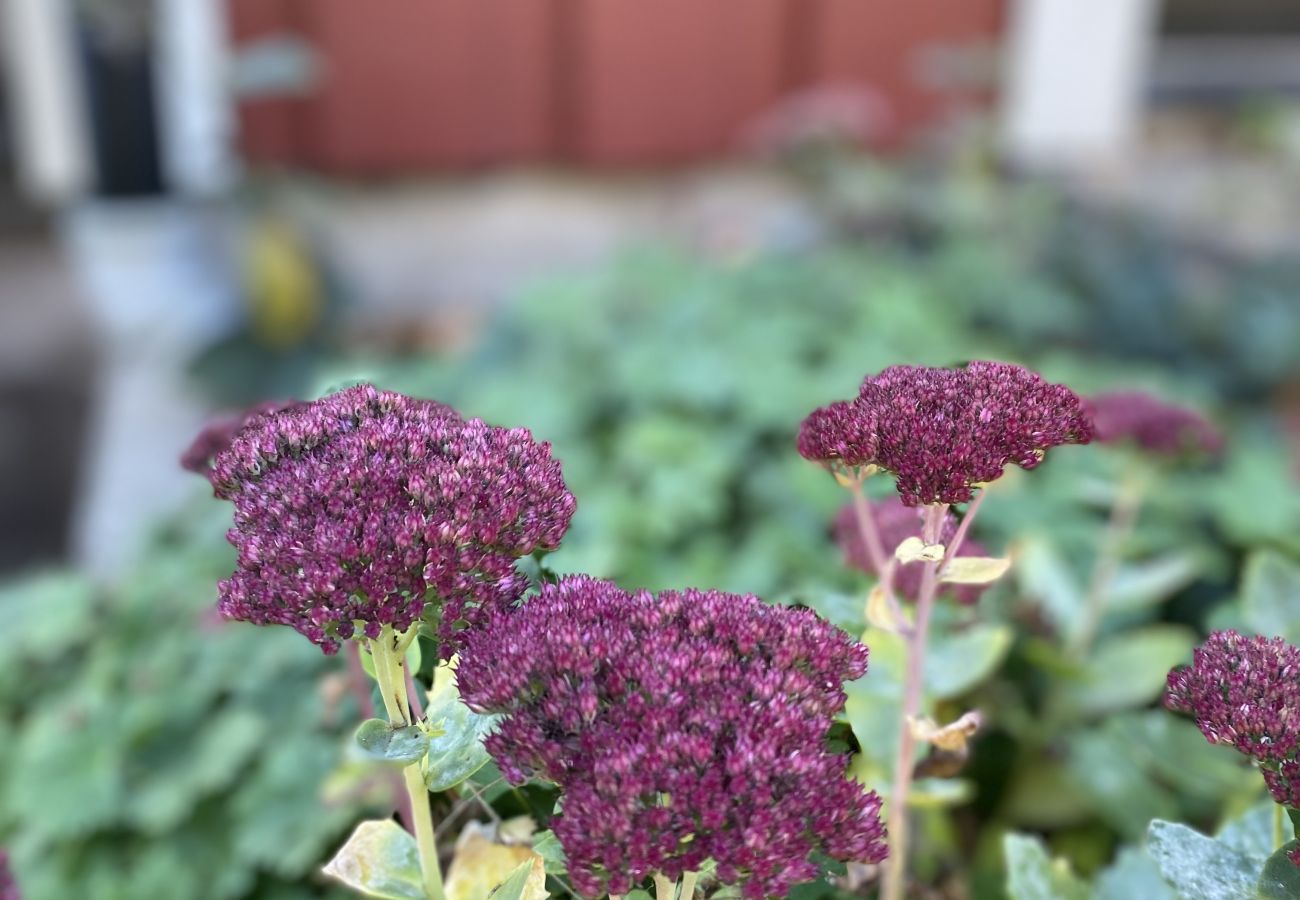 House in Bergkvara - Large holiday home by the sea with sauna, boat and internet