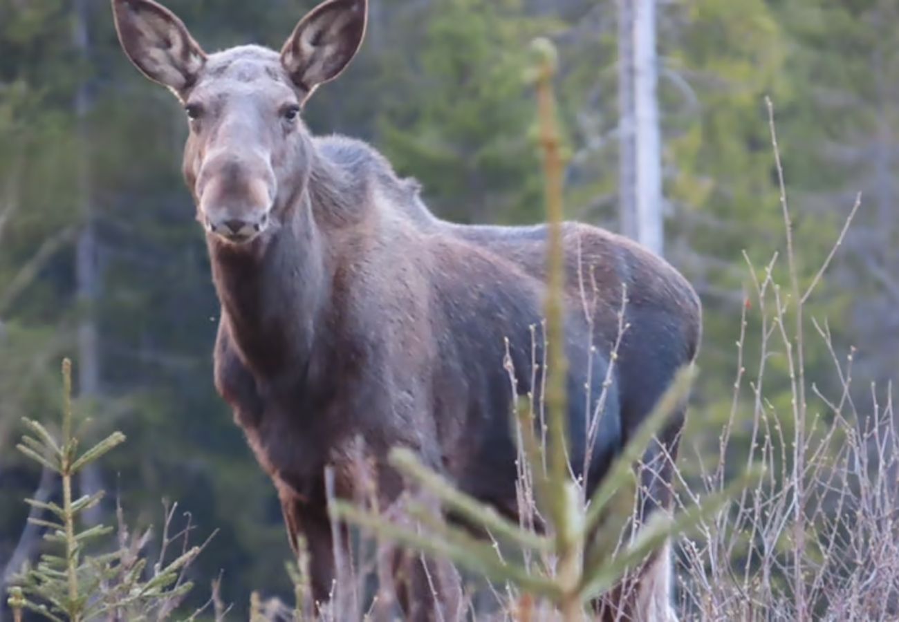 House in Lesjöfors - Holiday in the forest by a small lake in Värmland