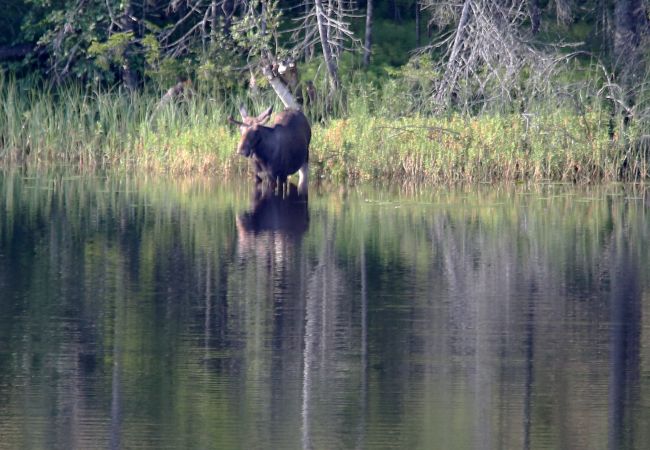 Stuga i Ullånger - Stuga vid sjön Viksättsjön i världsarvet Höga Kusten Stuga i Ullånger - Stuga vid sjön Viksättsjön i världsarvet Höga Kusten