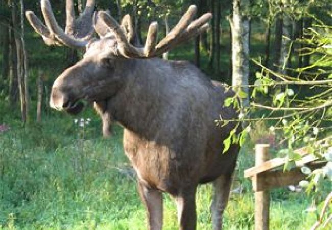 Stuga i Höör - Fritidshus i avskilt läge mitt i skogen