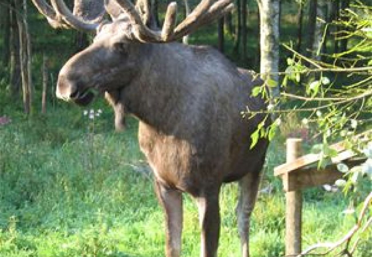 Stuga i Höör - Fritidshus i avskilt läge mitt i skogen