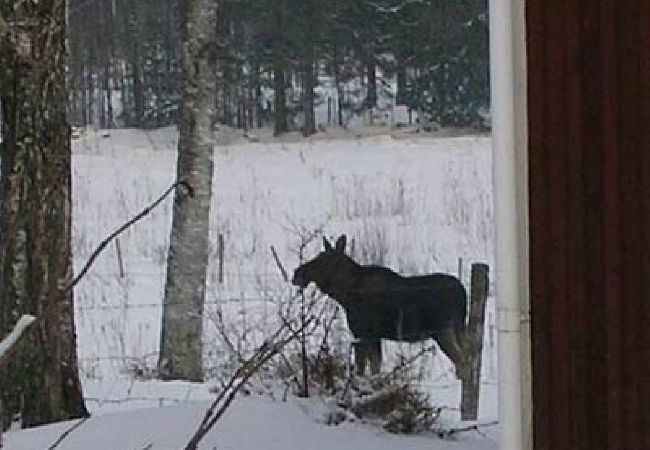 Stuga i Ulricehamn - Mysigt stuga vid sjön mellan Ulricehamn och Jönköping Stuga i Ulricehamn - Mysigt stuga vid sjön mellan Ulricehamn och Jönköping