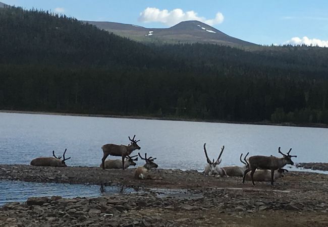 Stuga i Lofsdalen - Charmigt fritidshus i Lofsdalen vid Lofssjön Stuga i Lofsdalen - Charmigt fritidshus i Lofsdalen vid Lofssjön