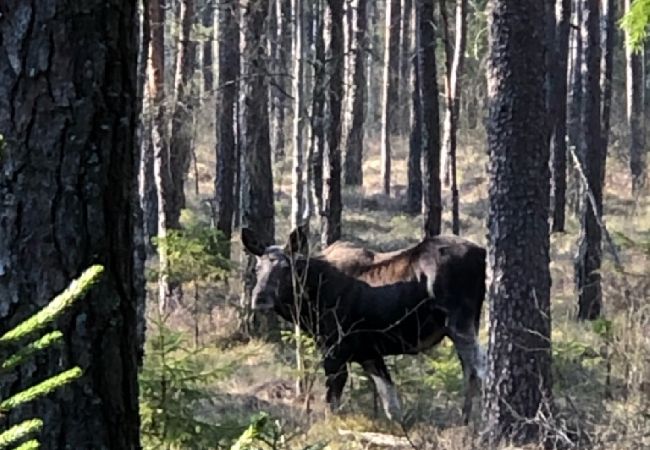 Stuga i Tranemo - Stuga vid sjön och 15 minuter från Isabergs skidområde