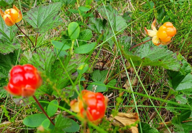 Stuga i Trehörningsjö - Härlig stuga vid sjö med egen brygga Stuga i Trehörningsjö - Härlig stuga vid sjö med egen brygga
