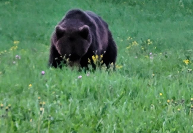 Stuga i Gällö - Fin stuga på lantgård med sjöutsikt! Stuga i Gällö - Fin stuga på lantgård med sjöutsikt!