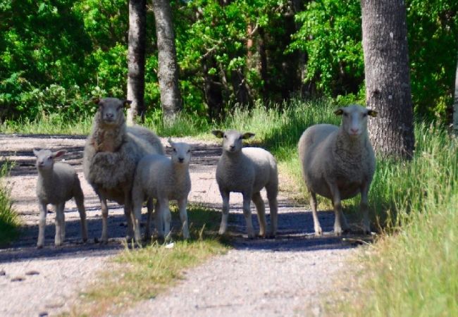 Stuga i Gnesta - Drömsemester vid sjön på en herrgård i Sörmland Stuga i Gnesta - Drömsemester vid sjön på en herrgård i Sörmland