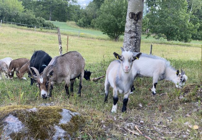 Stuga i Valdemarsvik - Bondgårdssemester 10 minuter från Östersjökusten Stuga i Valdemarsvik - Bondgårdssemester 10 minuter från Östersjökusten