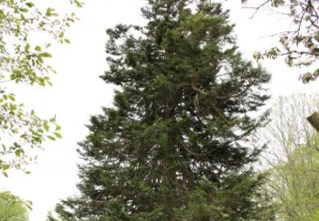 Stuga i Ydre - Rött och vitt torpstuga med skogen som granne och nära sjön och bad Stuga i Ydre - Rött och vitt torpstuga med skogen som granne och nära sjön och bad