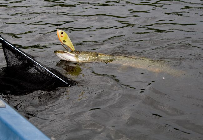 Stuga i Alingsås - Bo och fiska i en exklusiv naturskön miljö Stuga i Alingsås - Bo och fiska i en exklusiv naturskön miljö