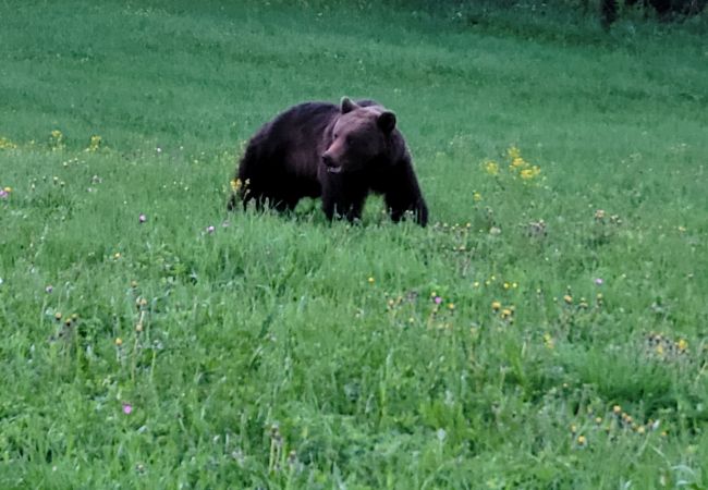 Stuga i Gällö - Drömläge med jätteterrass direkt till sjökanten Stuga i Gällö - Drömläge med jätteterrass direkt till sjökanten