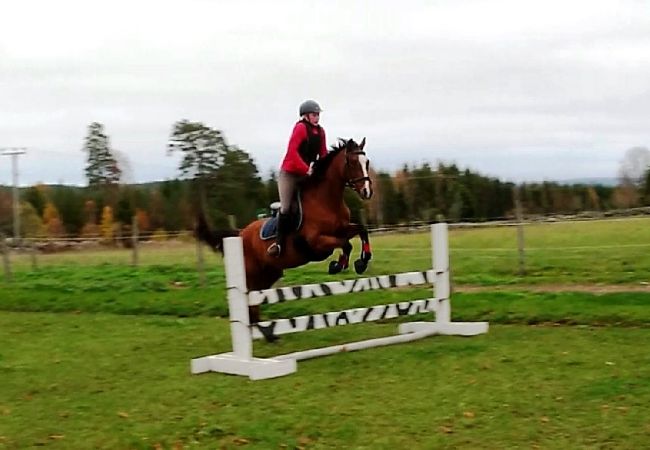 Stuga i Ydre - Stuga på landet med möjlighet att rida häst/ponny Stuga i Ydre - Stuga på landet med möjlighet att rida häst/ponny
