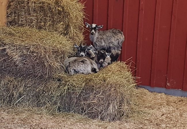 Stuga i Väckelsång - Drömstuga med sjöläge, motorbåt och pool Stuga i Väckelsång - Drömstuga med sjöläge, motorbåt och pool