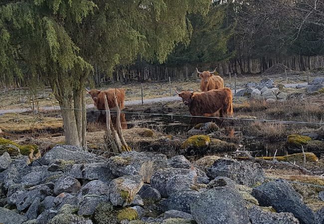 Stuga i Väckelsång - Drömstuga med sjöläge, motorbåt och pool Stuga i Väckelsång - Drömstuga med sjöläge, motorbåt och pool