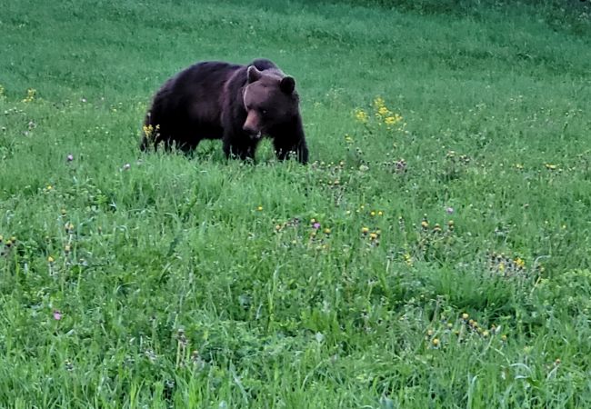 Stuga i Gällö - Härlig stuga med sjöutsikt, 200 meter från Revsundssjön Stuga i Gällö - Härlig stuga med sjöutsikt, 200 meter från Revsundssjön