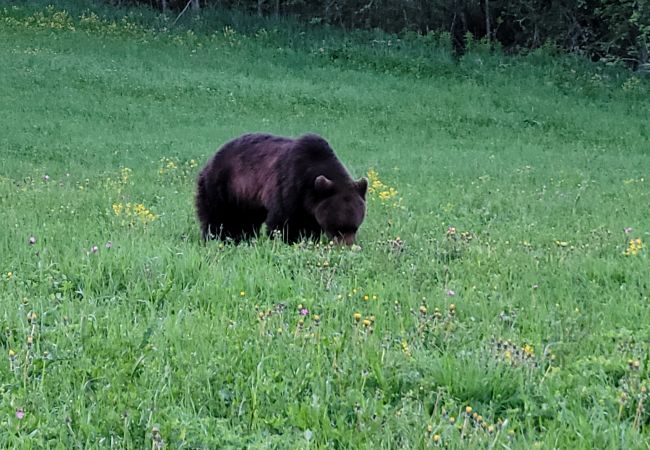 Stuga i Gällö - Härlig stuga med sjöutsikt, 200 meter från Revsundssjön Stuga i Gällö - Härlig stuga med sjöutsikt, 200 meter från Revsundssjön