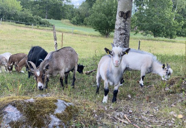 Stuga i Valdemarsvik - Modern stuga med Wifi på landet