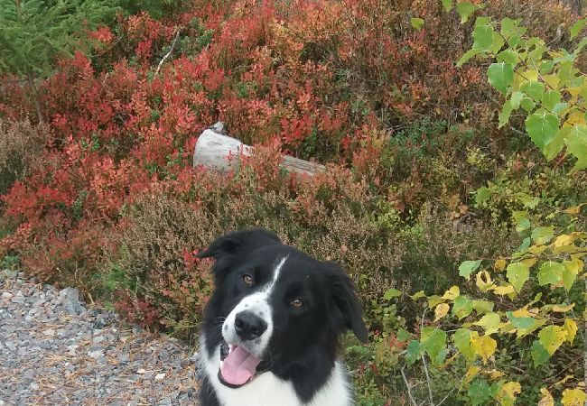 Stuga i Örsjö - Mysigt sommarboende i Glasriket vid sjön Skärsjön