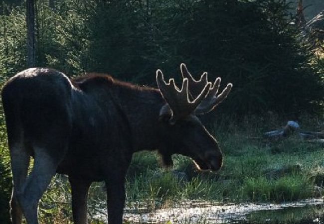 Stuga i Örsjö - Mysigt sommarboende i Glasriket vid sjön Skärsjön Stuga i Örsjö - Mysigt sommarboende i Glasriket vid sjön Skärsjön