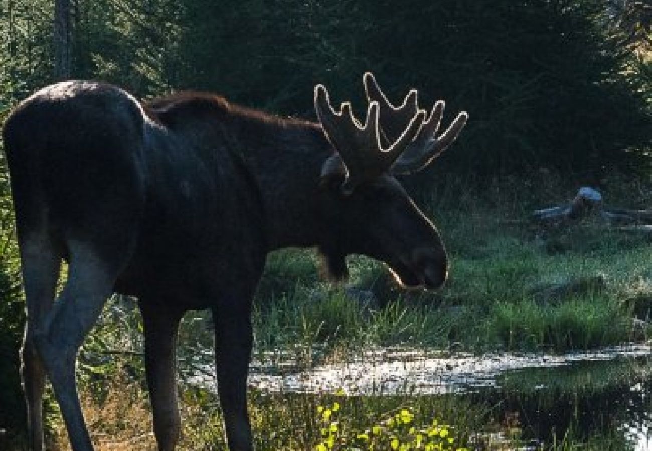 Stuga i Örsjö - Mysigt sommarboende i Glasriket vid sjön Skärsjön