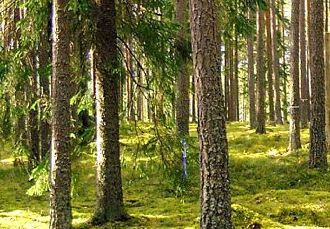 Stuga i Svartsjö - Natur- och storstadssemester nära Stockholm på landet