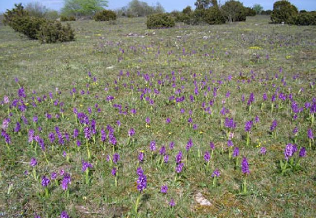 Stuga i Mörbylånga - Sommar, sol, Öland - fritidshus på södra delen av semesterön Stuga i Mörbylånga - Sommar, sol, Öland - fritidshus på södra delen av semesterön