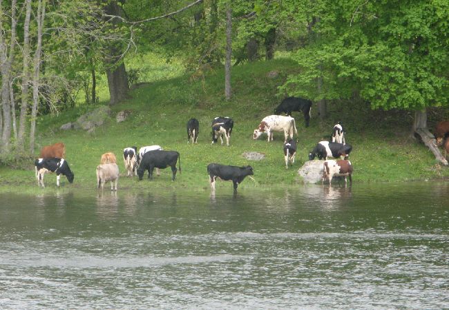 Stuga i Norsholm - Semester vid sjön Roxen, Motala Ström och Göta kanal