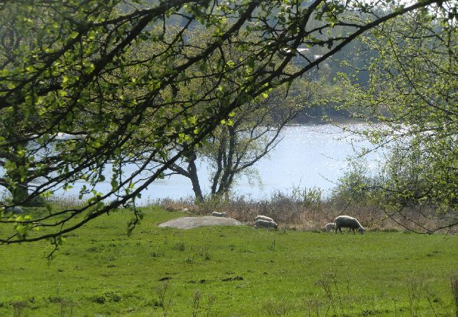 Stuga i Uddevalla - Gunnerödsjön Stuga i Uddevalla - Gunnerödsjön