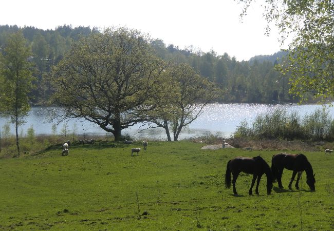 Stuga i Uddevalla - Gunnerödsjön Stuga i Uddevalla - Gunnerödsjön
