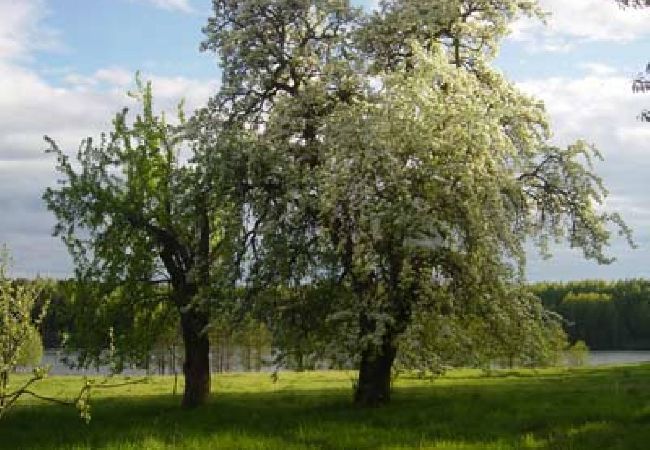 Stuga i Stjärnhov - Avskilt vid en idyllisk skogssjö Stuga i Stjärnhov - Avskilt vid en idyllisk skogssjö
