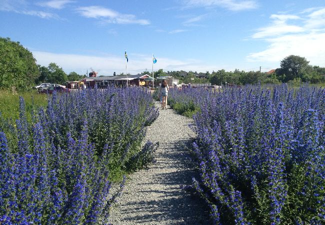 Stuga i Borgholm - Skomakartorpet Stuga i Borgholm - Skomakartorpet