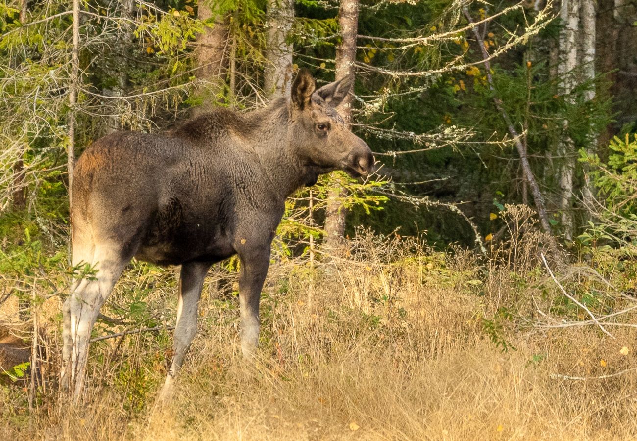 Stuga i Gräsmark - Naturskönt boende med bra fiskemöjligheter!