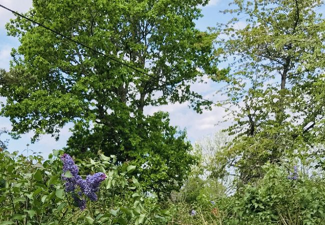 Stuga i Fagerhult - Röd liten stuga i ljuvligaste Småland Stuga i Fagerhult - Röd liten stuga i ljuvligaste Småland