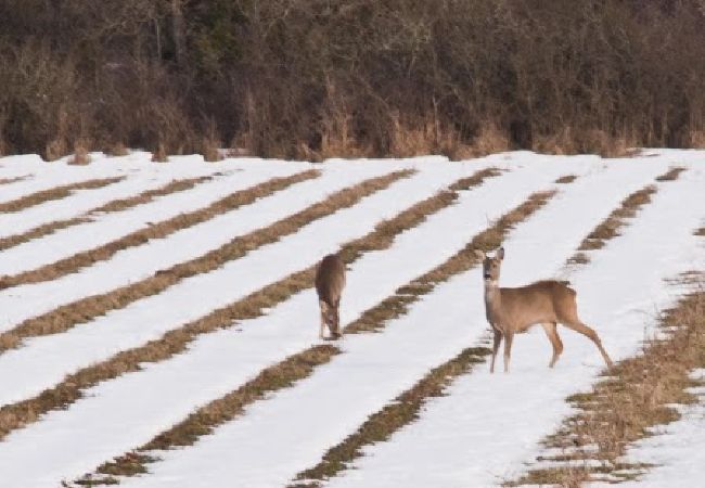 Stuga i Visby - Eremitstuga med plats för 2 morgonsol dyrkare Stuga i Visby - Eremitstuga med plats för 2 morgonsol dyrkare