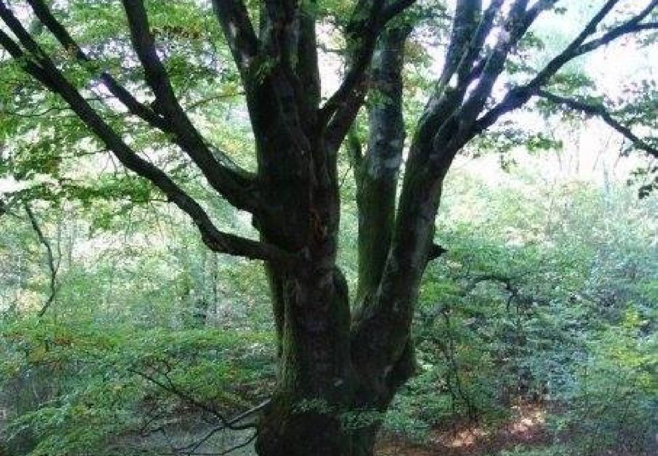 Stuga i Åsljunga - Åsljunga Skogen