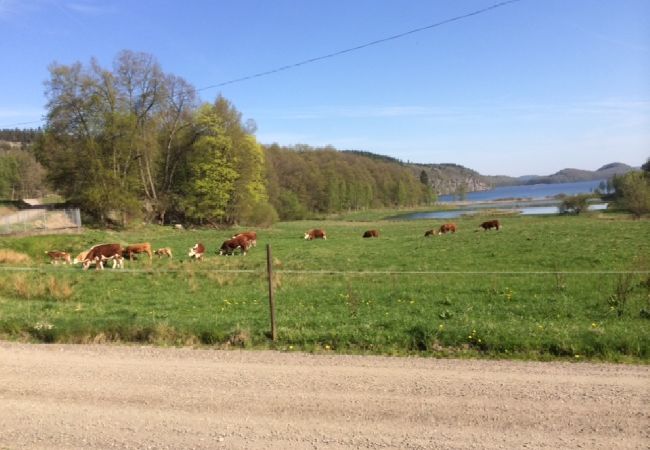 Stuga i Veddige - Stort och sjönära fritidshus i utkanten av skogen  Stuga i Veddige - Stort och sjönära fritidshus i utkanten av skogen