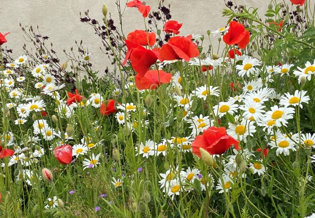 Stuga i Borgholm - Öland mellan väderkvarn och naturreservat Stuga i Borgholm - Öland mellan väderkvarn och naturreservat