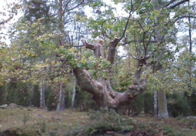 Stuga i Ruda - Mysigt fritidshus i utkanten av skogen nära Högsby Stuga i Ruda - Mysigt fritidshus i utkanten av skogen nära Högsby