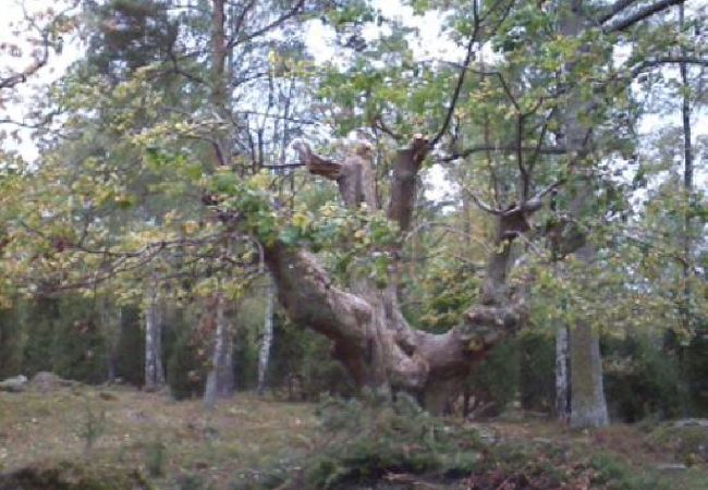 Stuga i Ruda - Mysigt fritidshus i utkanten av skogen nära Högsby