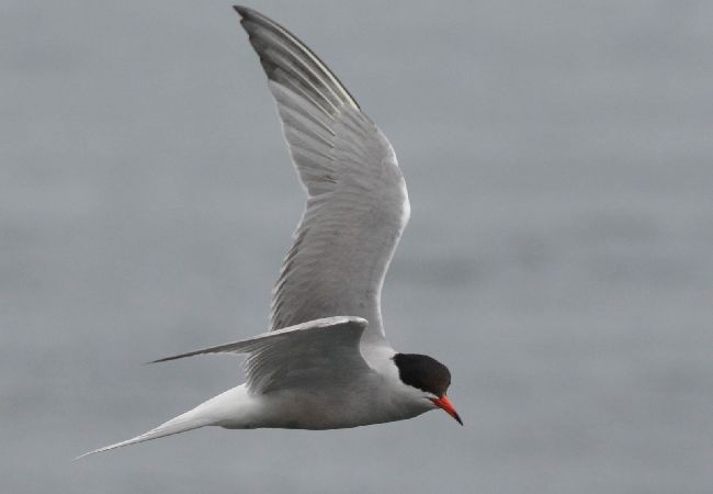 Lägenhet i Dyrön - Havsutsikt Dyrön Lägenhet i Dyrön - Havsutsikt Dyrön