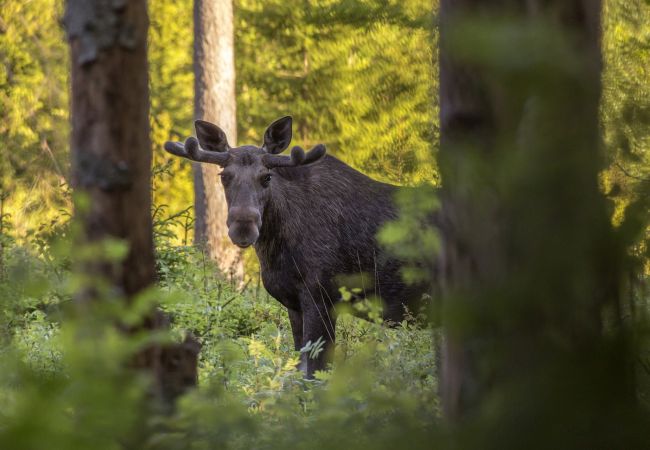 Stuga i Lidhult - Prisvärt semester nära skogen i Småland Stuga i Lidhult - Prisvärt semester nära skogen i Småland
