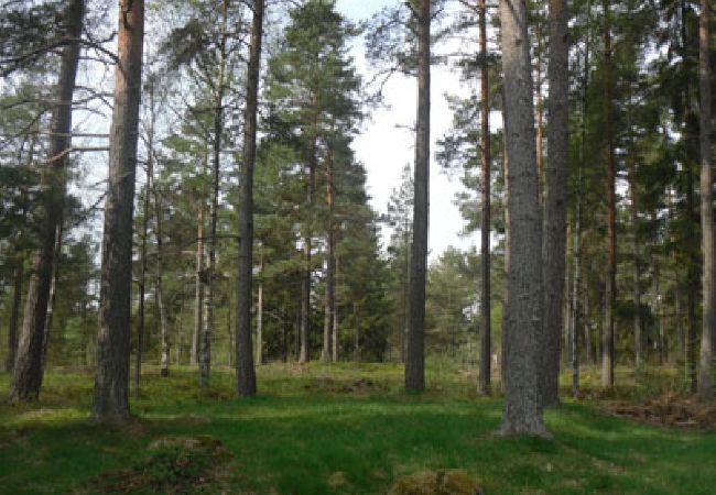 Stuga i Vikbolandet - Sommarhus Vikbolandet