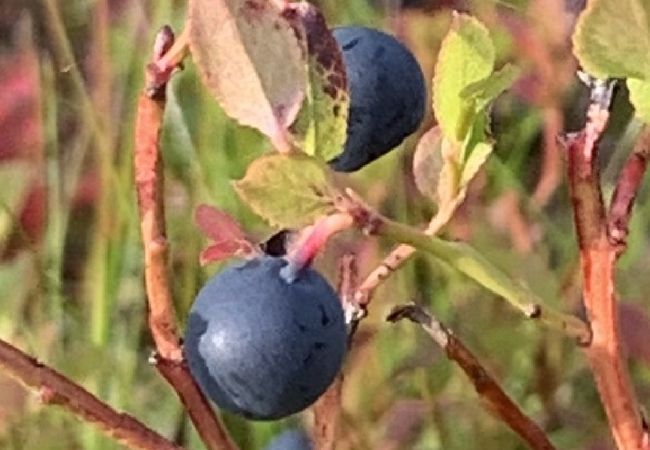 Stuga i Nattavaaraby - I vildmarken nära sjö och vacker natur (utan el, vatten, badrum)