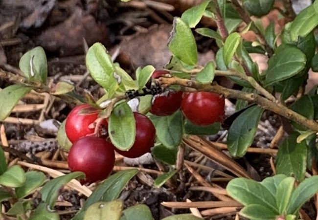 Stuga i Nattavaaraby - I vildmarken nära sjö och vacker natur (utan el, vatten, badrum) Stuga i Nattavaaraby - I vildmarken nära sjö och vacker natur (utan el, vatten, badrum)