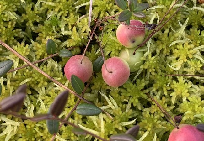 Stuga i Nattavaaraby - I vildmarken nära sjö och vacker natur (utan el, vatten, badrum) Stuga i Nattavaaraby - I vildmarken nära sjö och vacker natur (utan el, vatten, badrum)